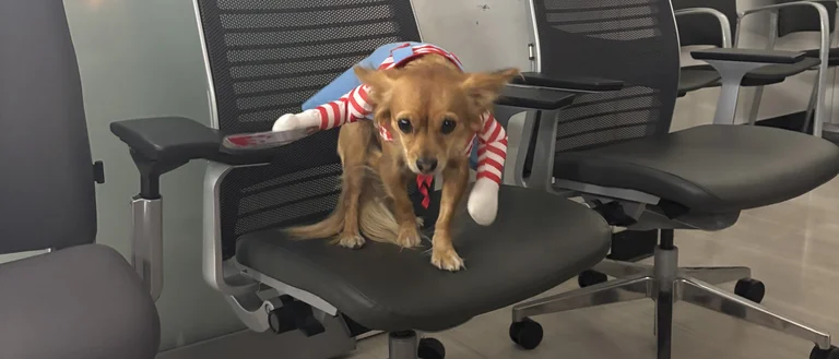 Tito, the floor dog, in his Halloween costume sitting on a chair