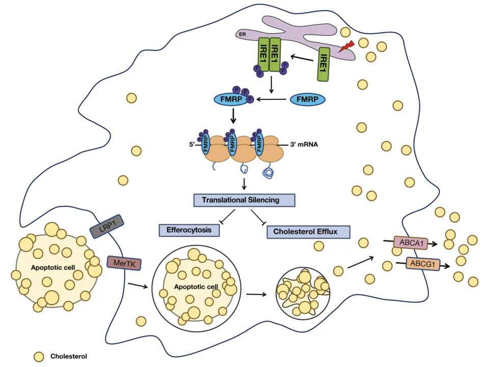IRE1‐FMRP signaling controls cholesterol efflux and efferocytosis pathways in macrophages. 